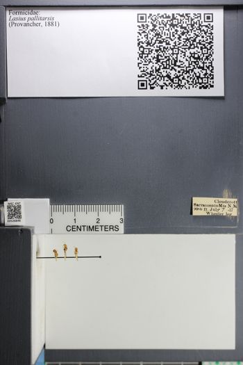 Media type: image; Entomology 526846